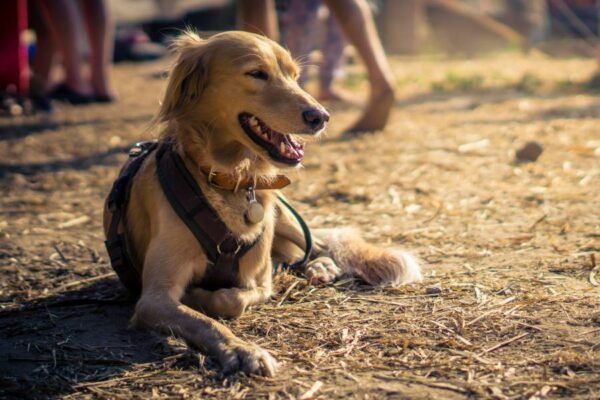 Moderne Hundehaltung im Zeitalter der Schnelllebigkeit – alles ist möglich, nicht alles aber nötig