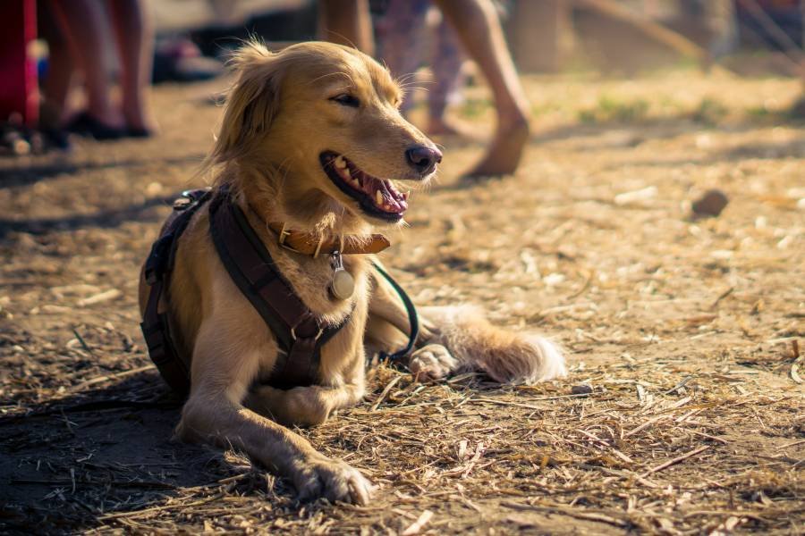 Hundefutter vertreiben & Hunde richtig halten